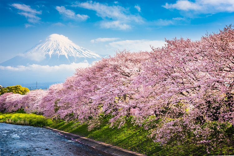 mùa hoa anh đào Nhật Bản